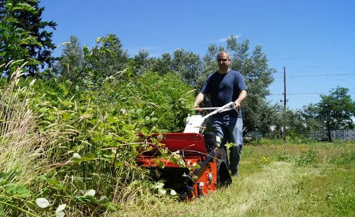 Brush Clearing service in Birmingham, AL
